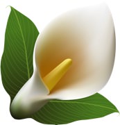 Calla Lily